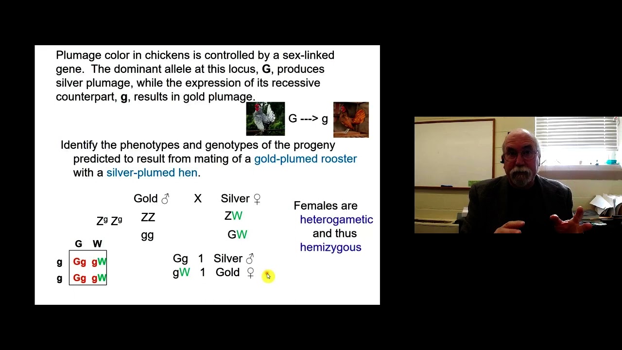 GG - Sex Genetics Part 4 - Problems