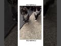 Fluffy baby kitten 🐱💓✨🫶🏻#cat #catvideos #catshorts #kitten #cutecat #cuteanimals #cute #animalshorts