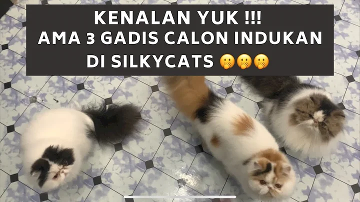 Video 11467371: persian kittens cattery, persian female kitten, post, breed