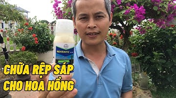 Đã tìm ra chế phẩm chữa dứt điểm Rệp Sáp trên hoa hồng rồi