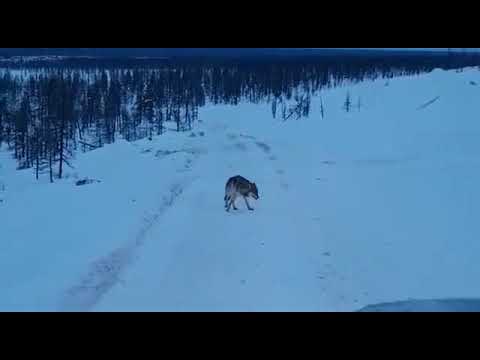 Поведение волка при бешенстве. Rabid wolf