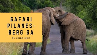 Wildlife safari Pilanesberg South Africa. Meeting the giants, rhinos, elephants Day1-Part2