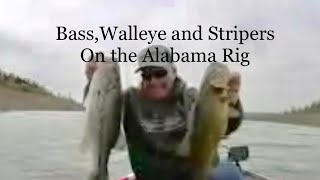 The Alabama rig catches everything on Bull Shoals lake