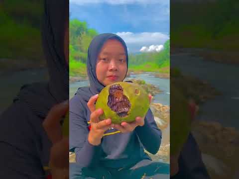 Video: Bila hendak memetik buah sapot hitam?