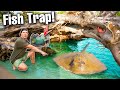 FINDING AQUARIUM FISH Trapped In Fallen Beach Tree! (giant stingray)