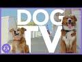 DOG TV - 15 Hours of Non-Stop Excitement and Entertainment!