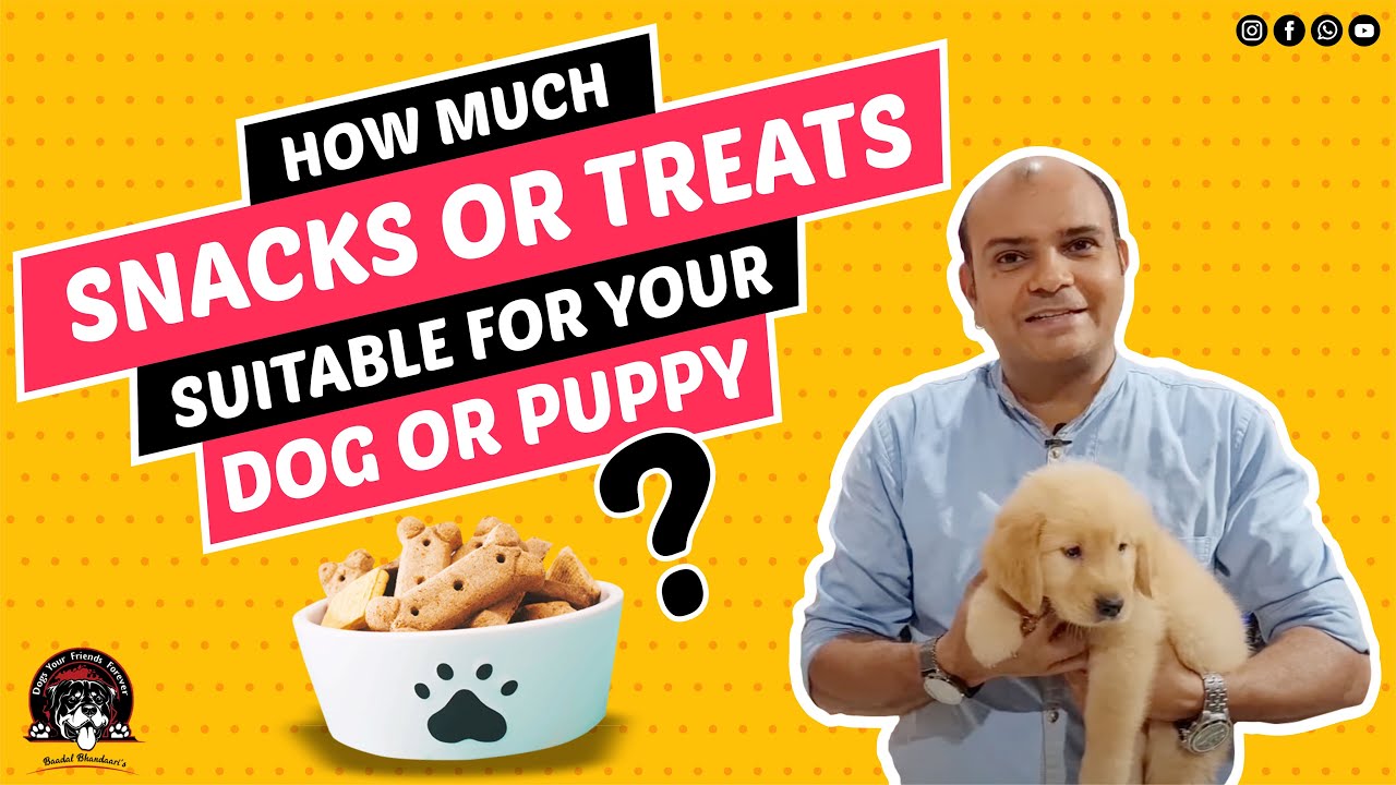 How Much Snacks Or Treats Are Suitable For Your Dogs Puppies how-much-snacks-or-treats-are-suitable-for-your-dogs-puppies