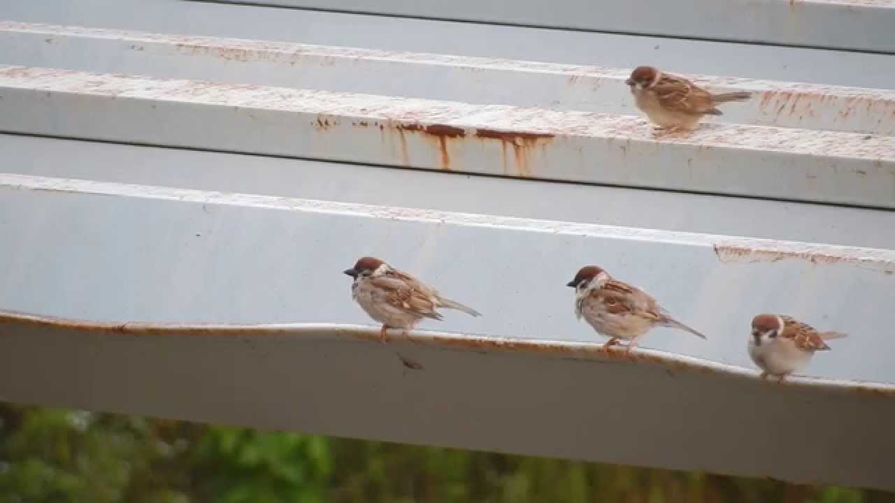 スズメの鳴き声 可愛い雀たちが屋根でチュンチュン The Sparrows Are Chirping On The Roof Of The Bike Yard Youtube