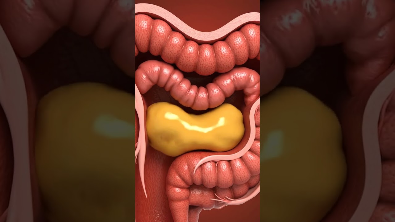 Chyme Flow Cross-Section: Smooth Digestion in 4K 
