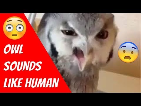 funny-screaming-owl-vine-😂😱-owl-with-human-voice