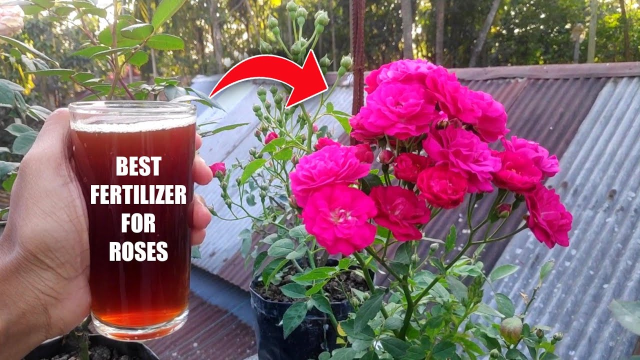 best-homemade-fertilizer-for-rose-plant-in-hindi-how-to-make-liquid