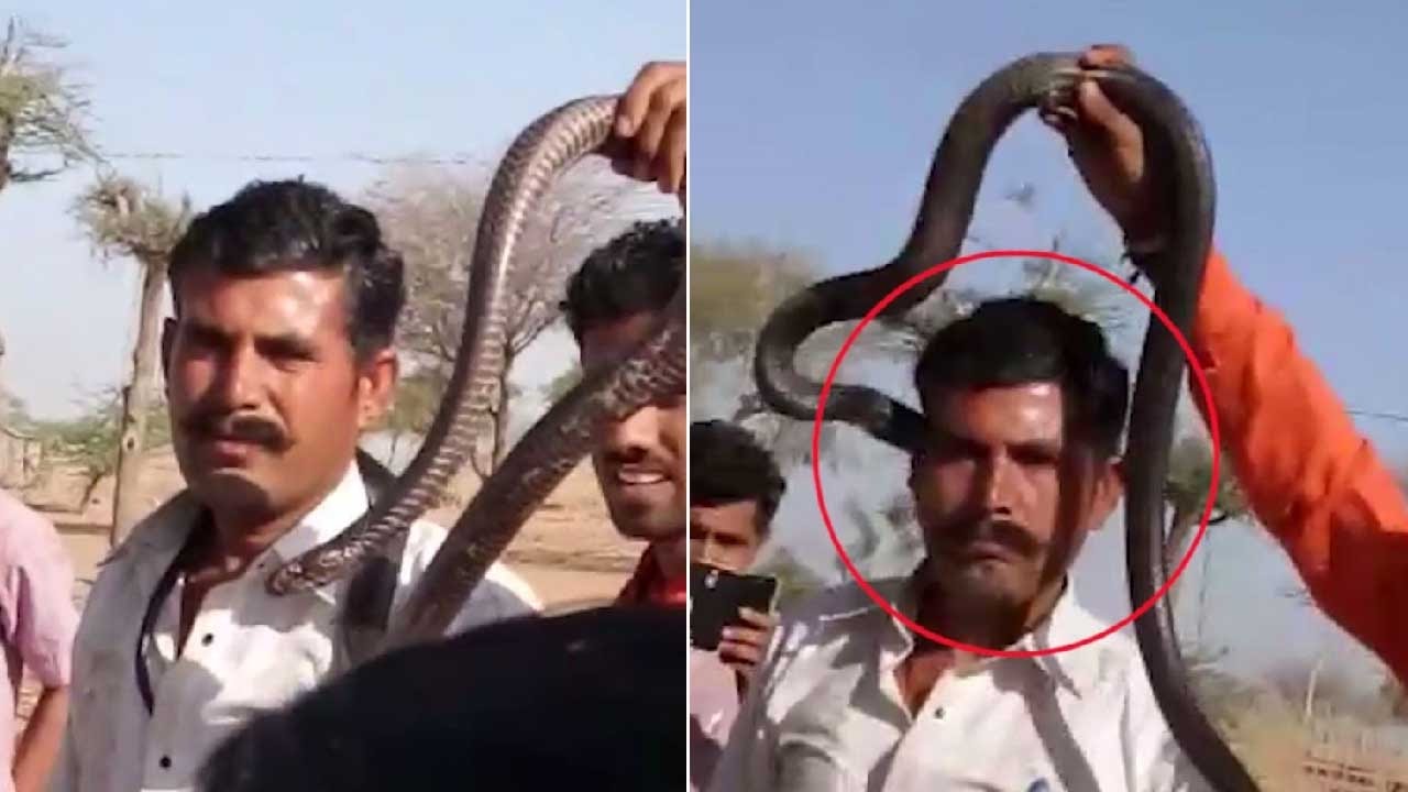 Cobra: Snake catcher in Rajasthan dies within minutes after being bitten by  a cobra - The Economic Times