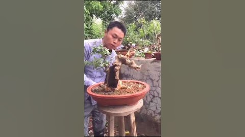 Kỹ Thuật Tạo Dáng Bonsai Ghép Lũa , Cây Bonsai Đẹp , Nghệ Thuật Tạo Dáng Bonsai Đỉnh cao