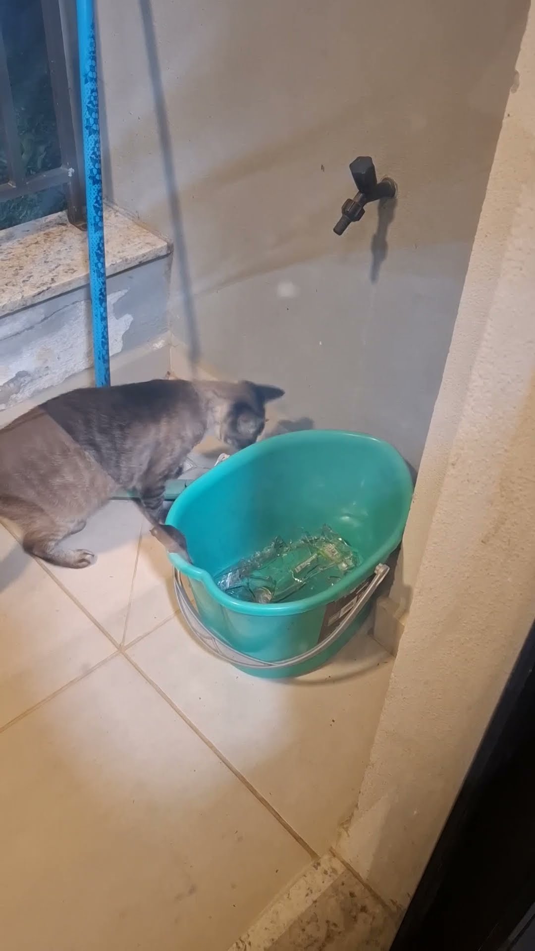 Cat Hunts For Mouse Hiding In Plain Sight || ViralHog