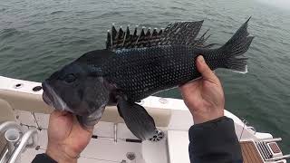 Learn how to catch Black Sea Bass in the New England area DIY