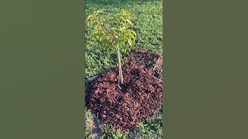 Peach Tree Planted in the New Orchard #homesteading #growyourownfood