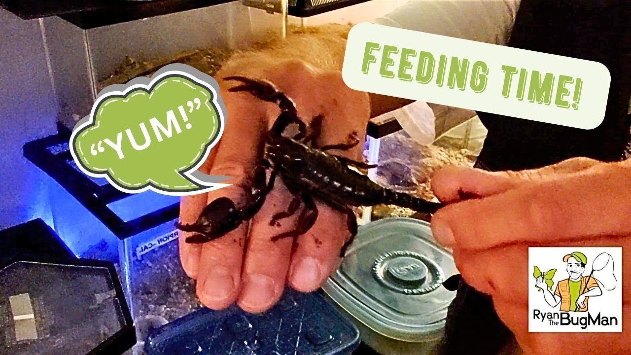 How Insects Feed The SECRET To Feeding Insects: How I Feed My Insects To Ensure Optimal ...