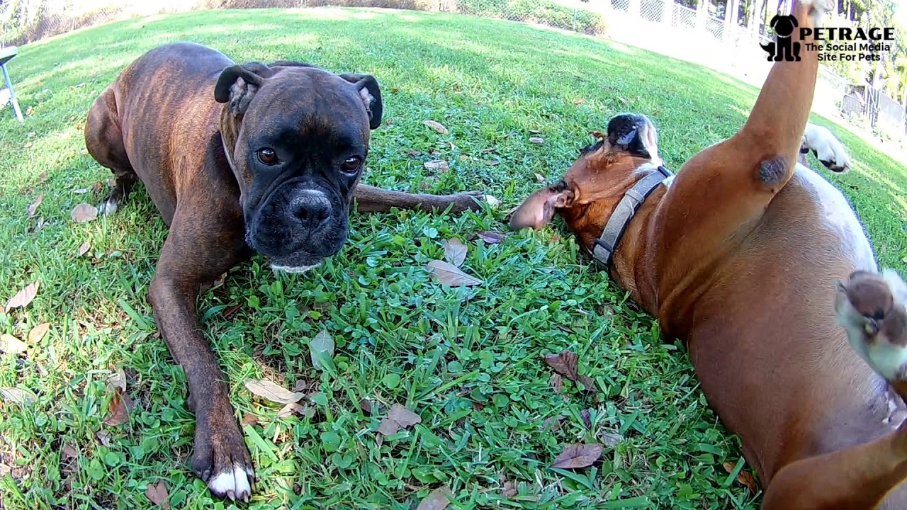 Twigs, Sticks and Boxer Dogs YouTube