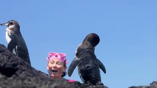 Galapagos Penguin - Alison's Adventures