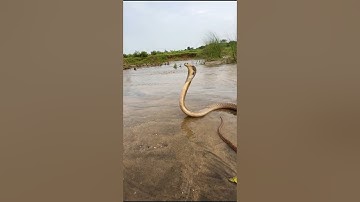 "Snake