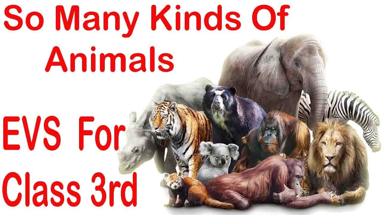 EVS So Many Kinds Of Animals 3rd Standard Group Animals Pet evs-so-many-kinds-of-animals-3rd-standard-group-animals-pet