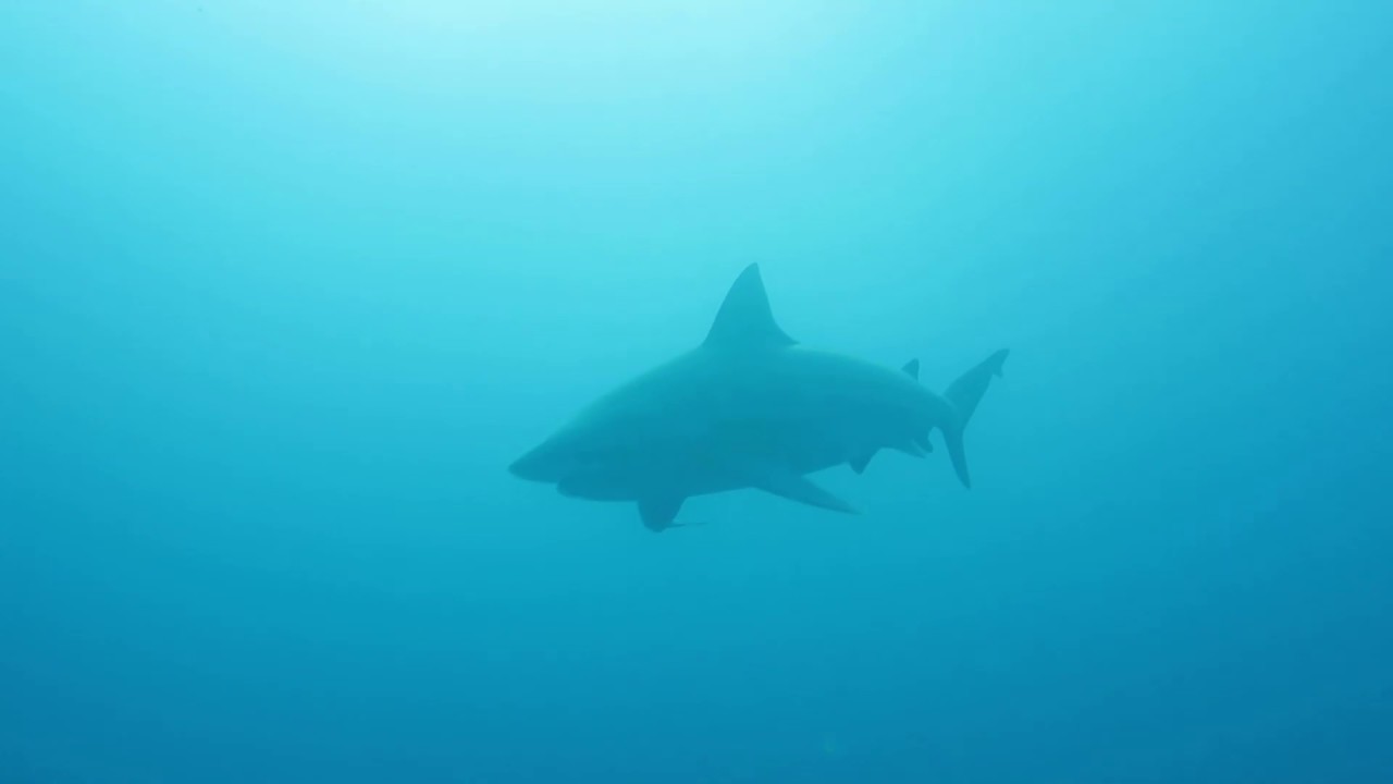 Scuba Diving with Bull Sharks in Playa Del Carmen Mexico - YouTube