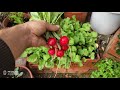 Cosecha de rabanitos en una caja de fruta