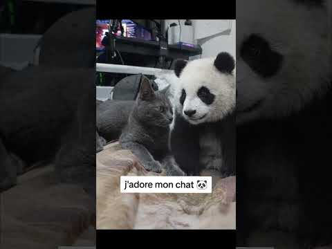 Mon chat se transforme en Panda 🐼