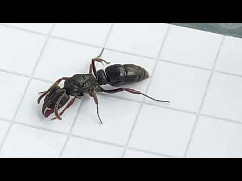 Pachycondyla harpax (Ecuador) 11.02.2024 YouTube