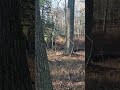 Small buck in the woods #shorts