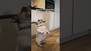 New trick unlocked #dog #frenchbulldog #funnypets #frenchbulldogworld #funnyanimals #frenchie