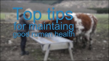 Top tips for maintaining good rumen health