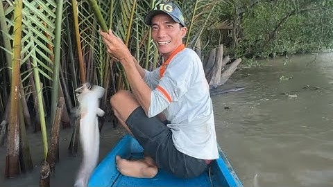 Lần thứ hai tiếp tục trúng đậm. Cắm câu cá ngát ven sông