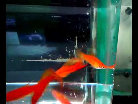 camera iphone 8 plus apk high fin red sword