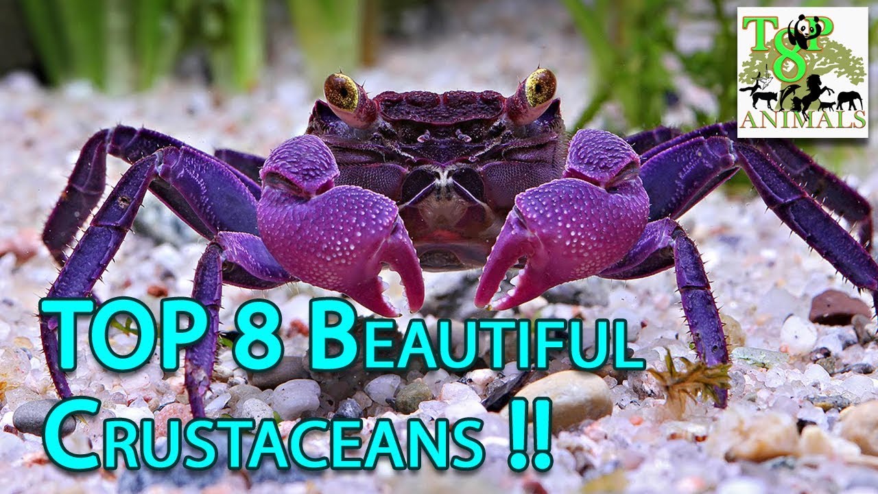 Top 8 Beautiful Crustaceans ! YouTube