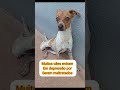 #cachorro #petsfofinhos #pets #cachorrosdivertidos