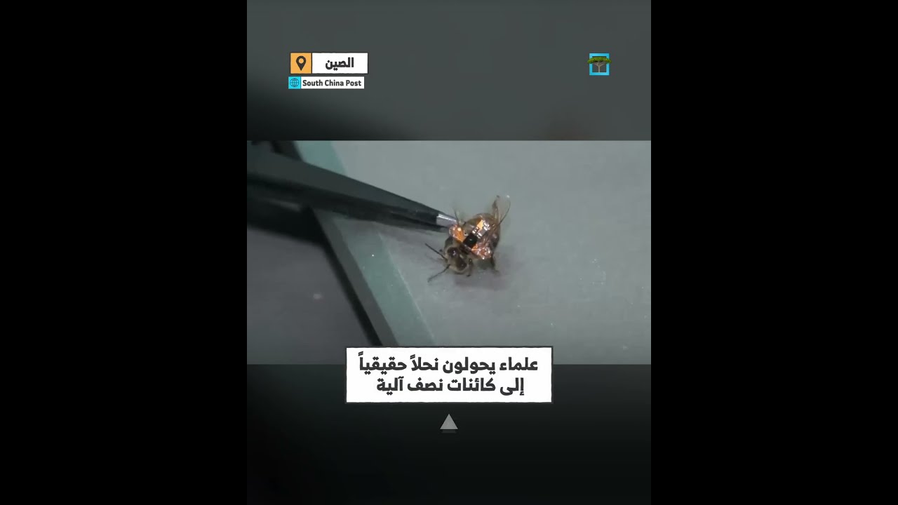 علماء صينيون ينجحون بصنع نحل آلي يحمل قدرات خارقة