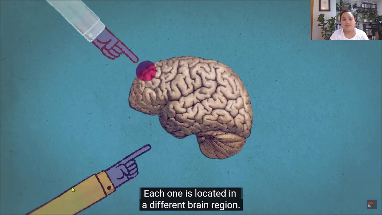 Entrainment of the Biological Clock by a Zeitgeber