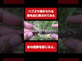 沖縄でハブより恐れられる毒毛虫に刺されるとこうなる