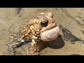 American toad calling sounds