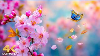 Spring Flowers & Relaxing Music 2026 🌷 Soothing Piano for Sleep, Stress Relief & Inner Peace screenshot 2