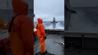 Shark Attack in the Ocean? Nature’s Most Brutal Survival Moment! 🌊😱 #usashorts #usafunny #usa