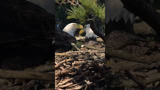 Eagles Working together   #wildeagle #birds #nature #wildlife #eaglelife #