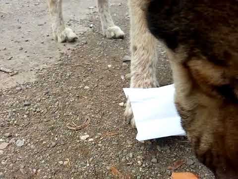 მივიღეთ ბრავექტო