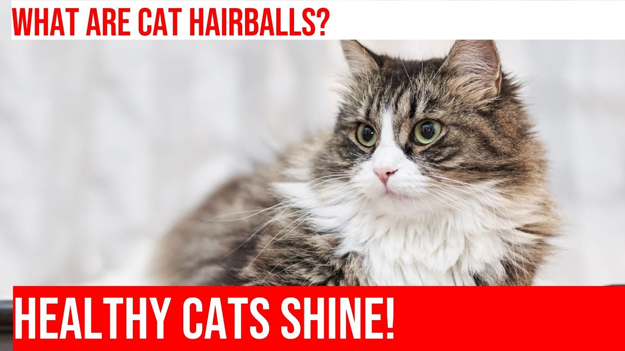 Preventing Cat Hairballs: Tips for a Healthy Kitty