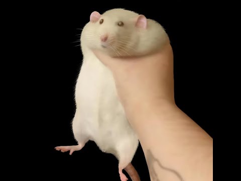 Rat.jpg - YouTube.