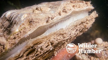 Why Native Oysters Matter | Ecosystem Engineers of the Humber | #WilderHumber