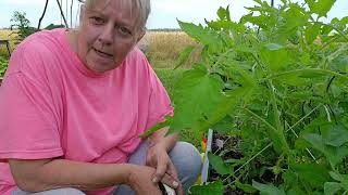 Pruning Tomatoes 🍅 #tomatoes #garden #mybackyard #growyourownfood