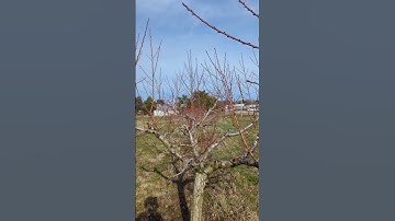 The best time to prune a peach tree!