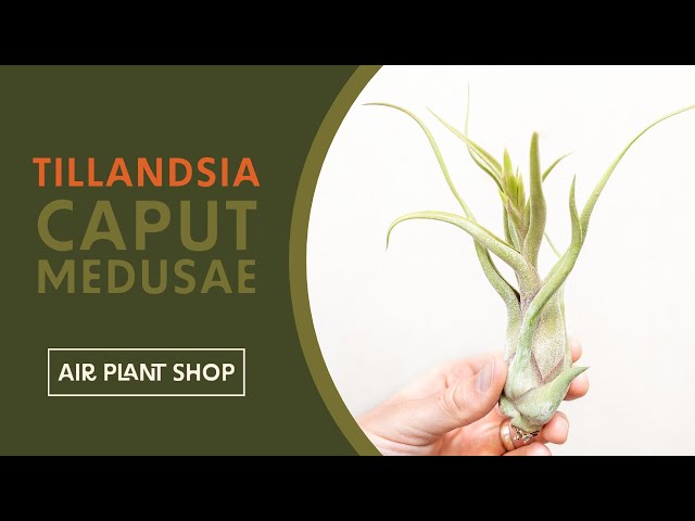 Air Plant Spotlight | Tillandsia Caput Medusae - YouTube